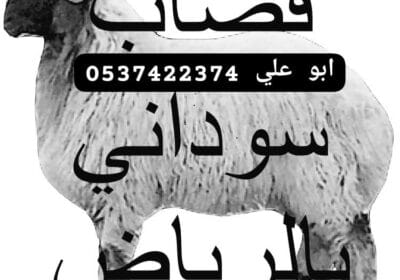 IMG-20240502-WA0002-2