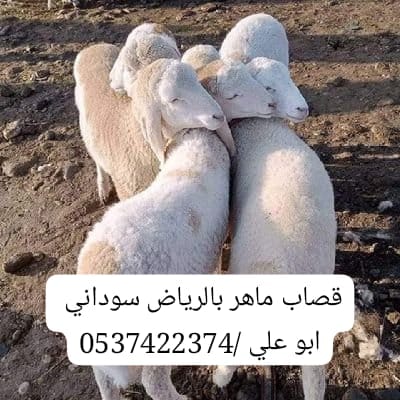 قصاب شمال الرياض 0537422374 جزار زباح
