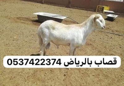 IMG_20240425_135635_156