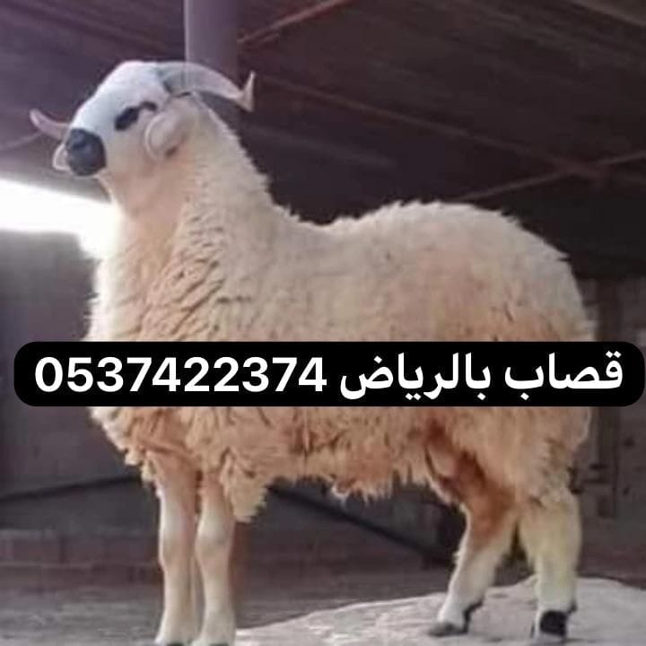 قصاب شمال الرياض 0537422374 جزار زباح